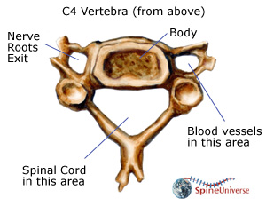 parts of a cervical vertebrae