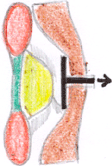 BrainTumour/Cancer, Stereotactic Neuro Surgery, Brain Surgery, Pituitary Tumours, Surface Tumours, Cerebellopentive angle tumours, Foramen Magnum Tumours, Cerebro Vascular Surgery, Neuro Cosmetic Sugery, Facial Pain Disc-prolapsc, Back Pain, Neck Pain, Lumbar spondylolisthesis, Low Back Pain, Radiculopathy, TB spine(Tuberclosis), Back ache, neck ache, spinetumours + spinal chord tumours, spinal chord injury, Micro discetomy, endoscopic discetomy, spinal fusion, spinal stafilization, cervical discetomy fusion, Spinal instrumentation, Tumours, Surgery, Neuro Surgery, Cancer, Treatement, Spinal Surgery, Vascular, Discetomy