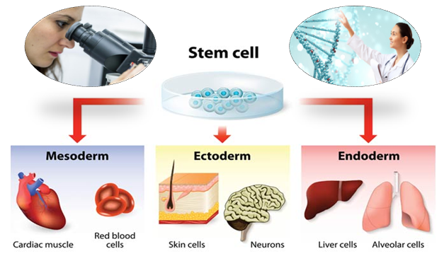 Stem Cell Treatment in India
